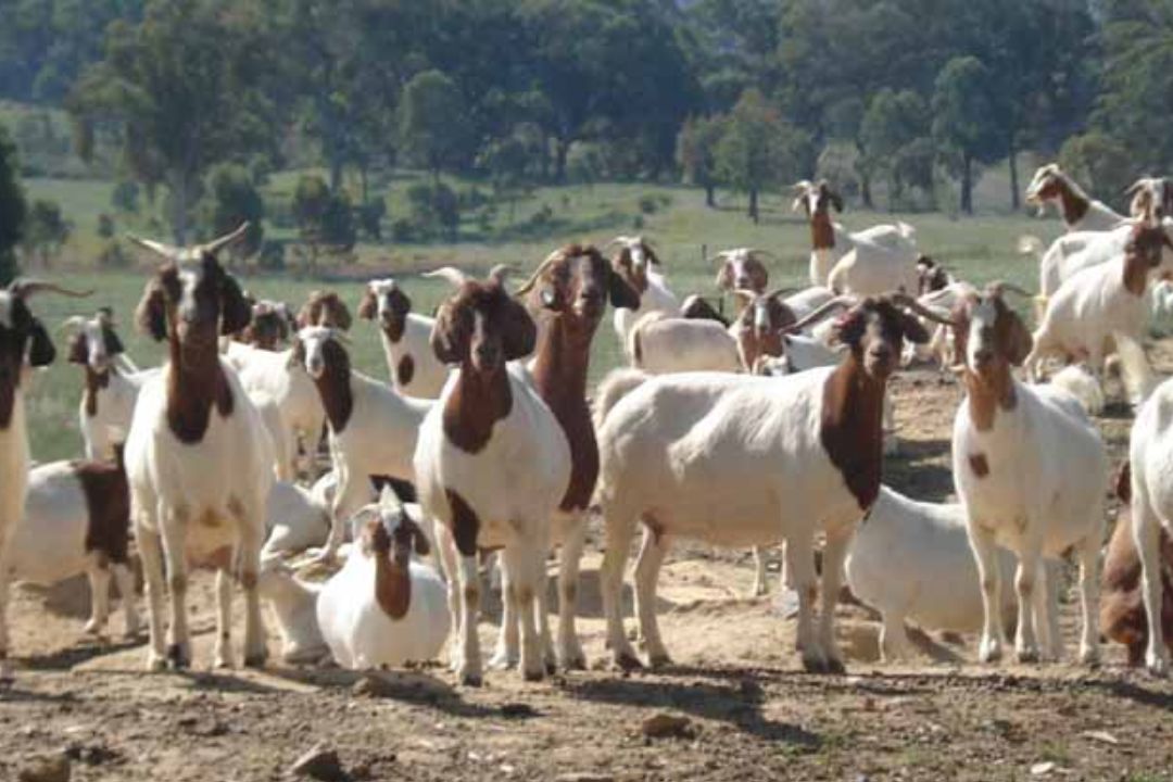 All About Boer Goats