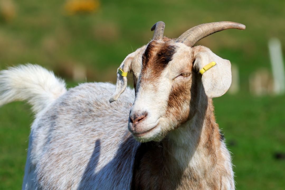 California Boer Goat Breeders